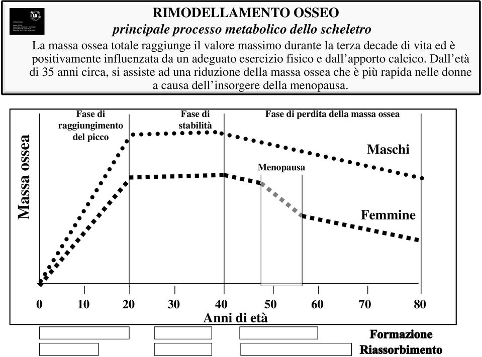 Dall età di 35 anni circa, si assiste ad una riduzione della massa ossea che è più rapida nelle donne a causa dell insorgere della