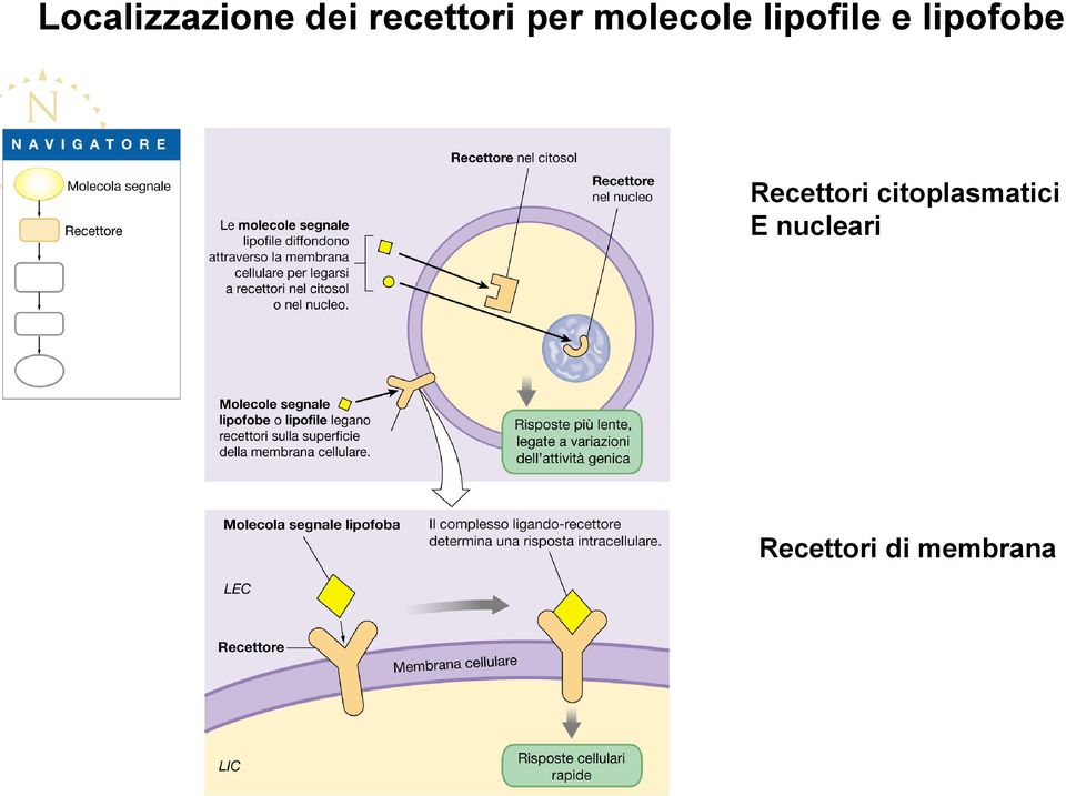 lipofobe Recettori