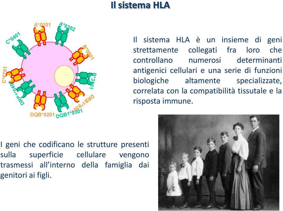 specializzate, correlata con la compatibilità tissutale e la risposta immune.