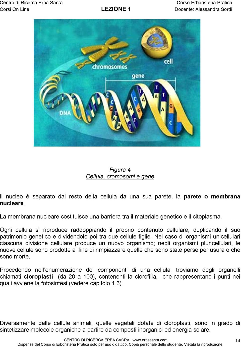 Ogni cellula si riproduce raddoppiando il proprio contenuto cellulare, duplicando il suo patrimonio genetico e dividendolo poi tra due cellule figlie.