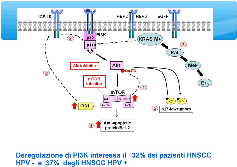 pazienti HNSCC HPV -