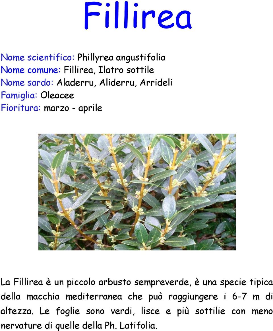 arbusto sempreverde, è una specie tipica della macchia mediterranea che può raggiungere i 6-7 m di