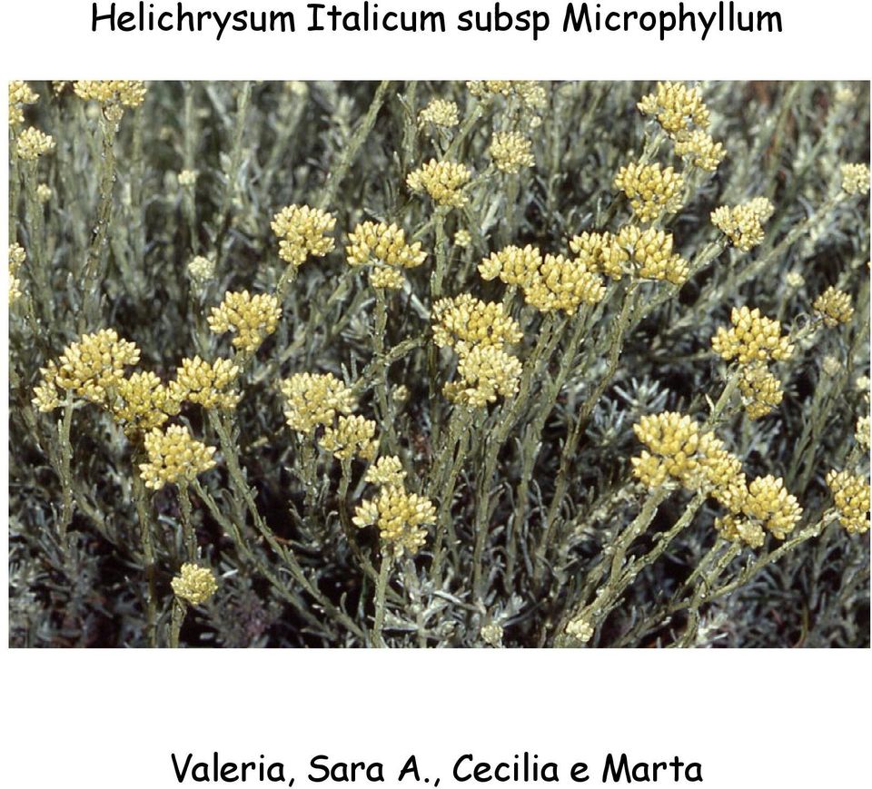 Microphyllum