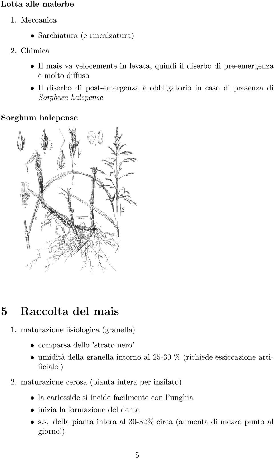 halepense Sorghum halepense Riconoscimento del Sorghum halepense LEGENDA: (1) portamento; (2) lamina fogliare; (3) ligula e auricole; (4, 5, 6 e 7) spighetta e infiorescenza; (8) cariosside (da Holm