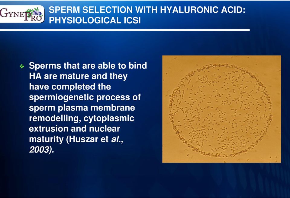 spermiogenetic process of sperm plasma membrane remodelling,