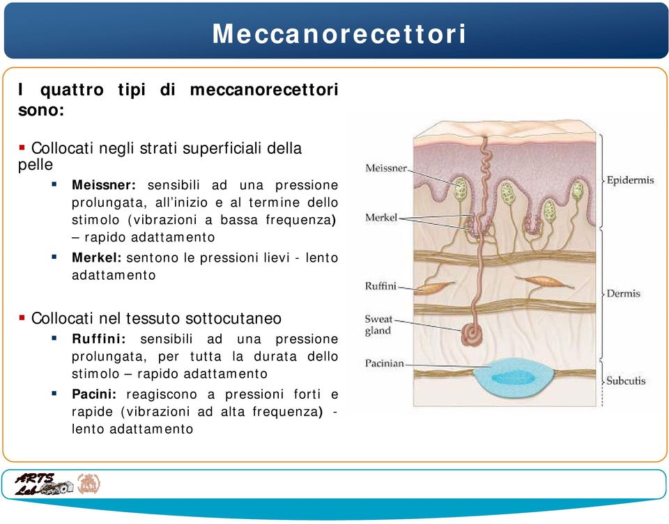 pressioni lievi - lento adattamento Collocati nel tessuto sottocutaneo Ruffini: sensibili ad una pressione prolungata, per tutta la