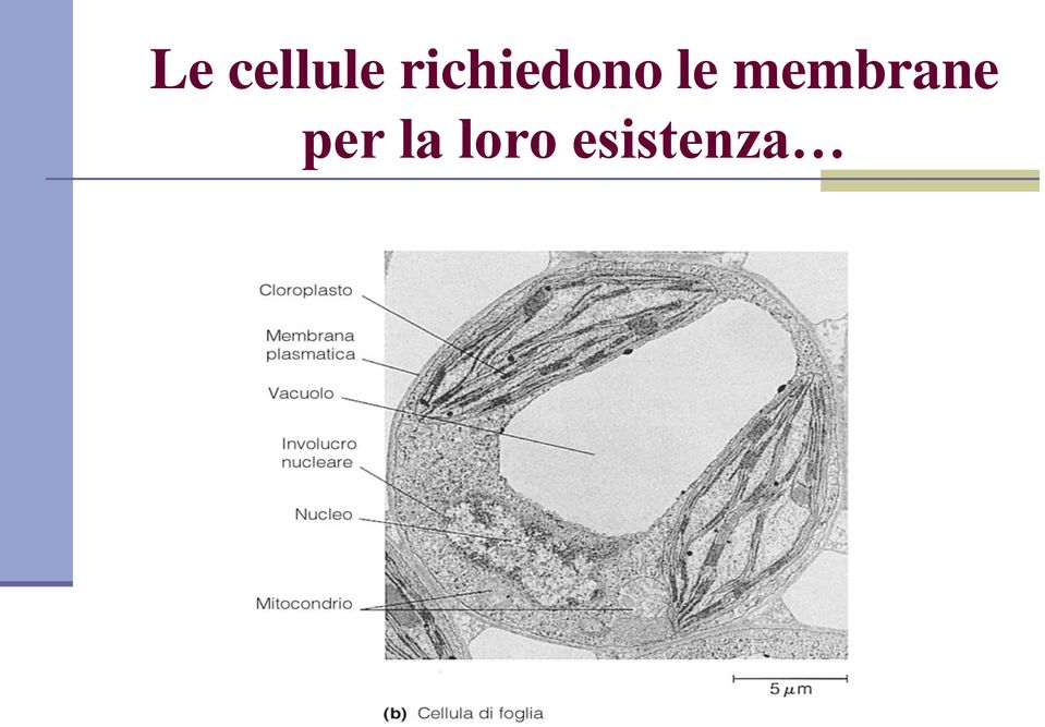 membrane per