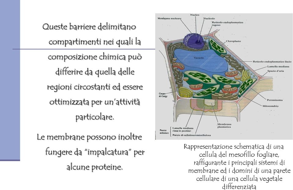 Le membrane possono inoltre fungere da impalcatura per alcune proteine.