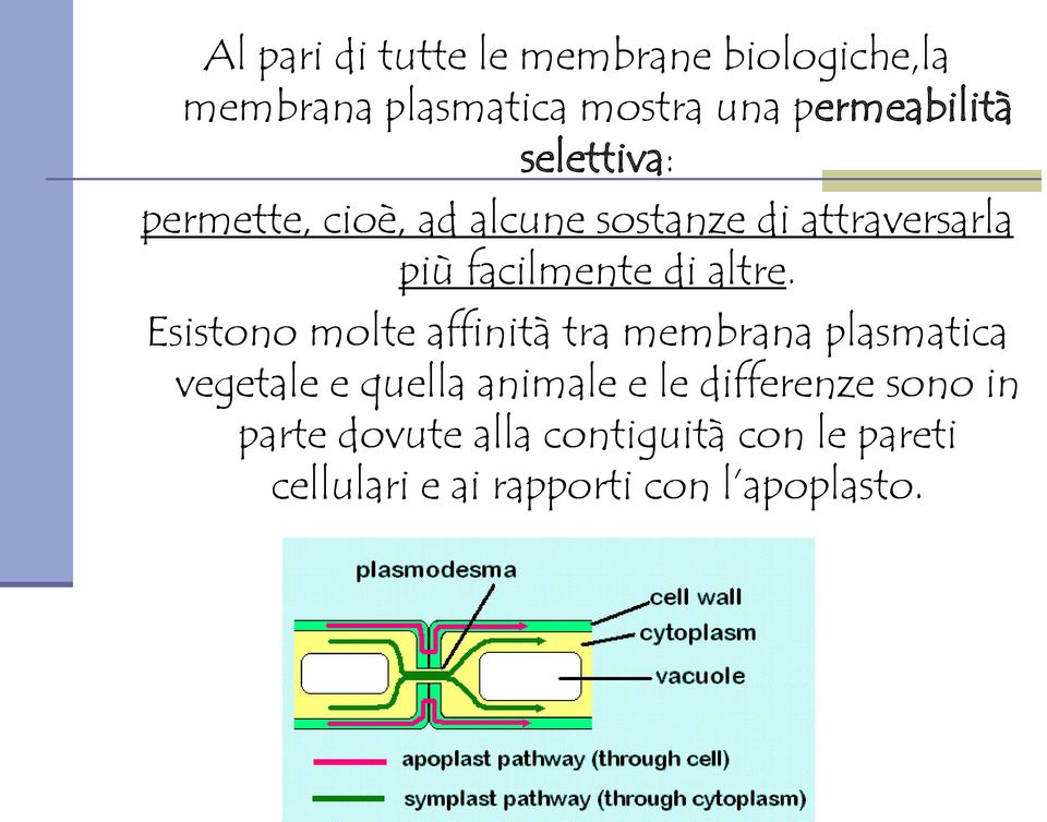 Esistono molte affinità tra membrana plasmatica vegetale e quella animale e le