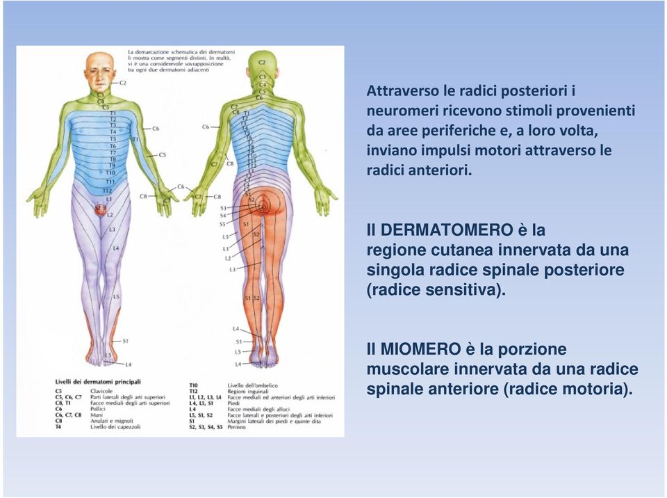 Il DERMATOMERO è la regione cutanea innervata da una singola radice spinale posteriore