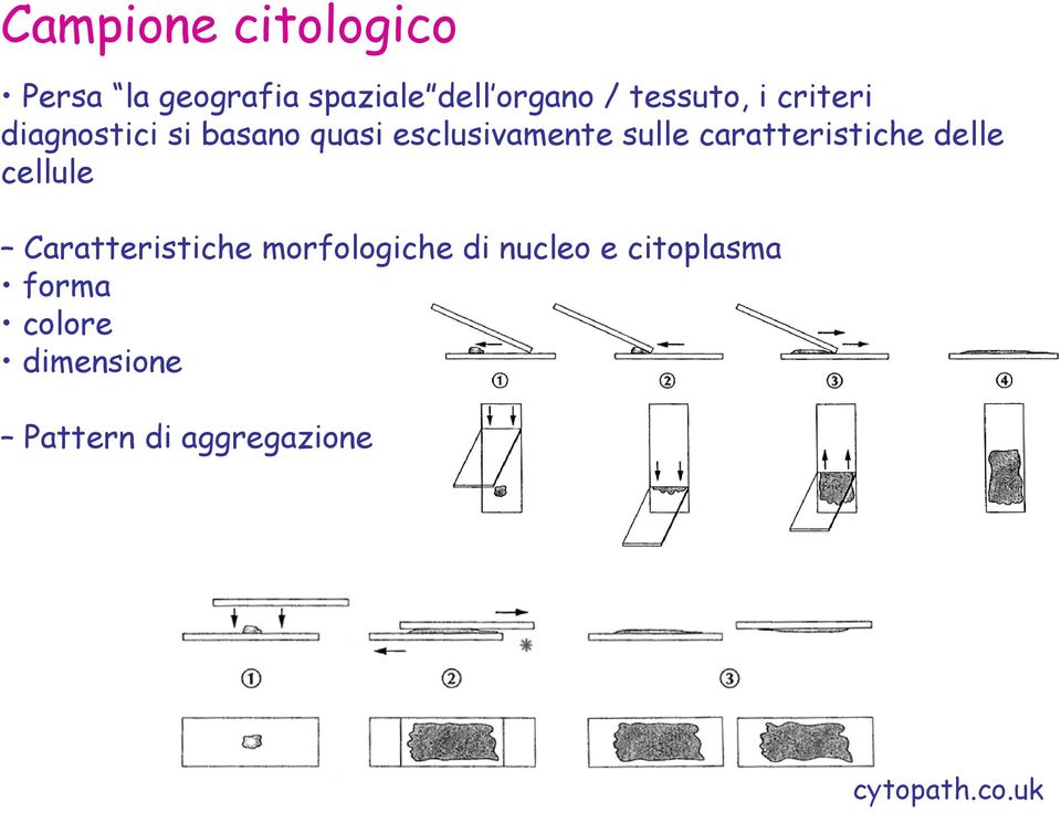 caratteristiche delle cellule Caratteristiche morfologiche di nucleo