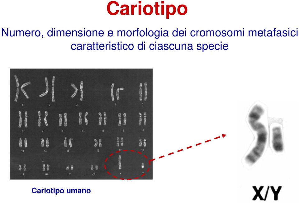 metafasici caratteristico di