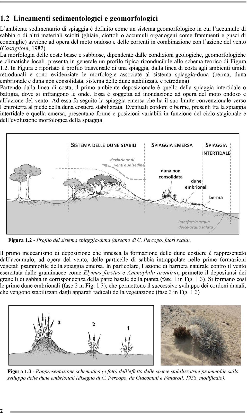 La morfologia delle coste basse e sabbiose, dipendente dalle condizioni geologiche, geomorfologiche e climatiche locali, presenta in generale un profilo tipico riconducibile allo schema teorico di