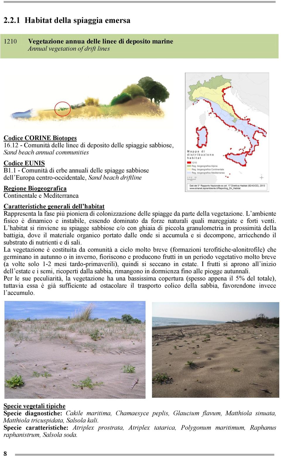 1 - Comunità di erbe annuali delle spiagge sabbiose dell Europa centro-occidentale, Sand beach driftline Regione Biogeografica Continentale e Mediterranea Caratteristiche generali dell habitat