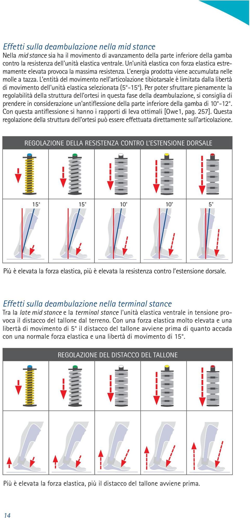 L'entità del movimento nell'articolazione tibiotarsale è limitata dalla libertà di movimento dell'unità elastica selezionata (5-15 ).