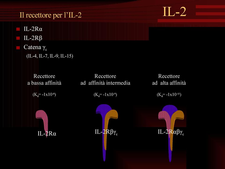 Recettore ad affinità intermedia Recettore ad alta