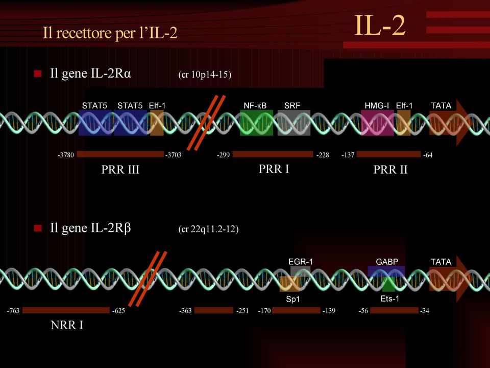 -137 PRR II (cr 22q11.