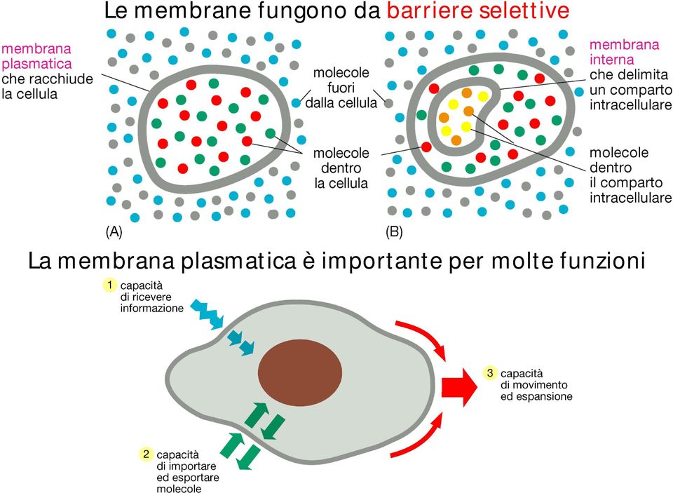 membrana plasmatica è