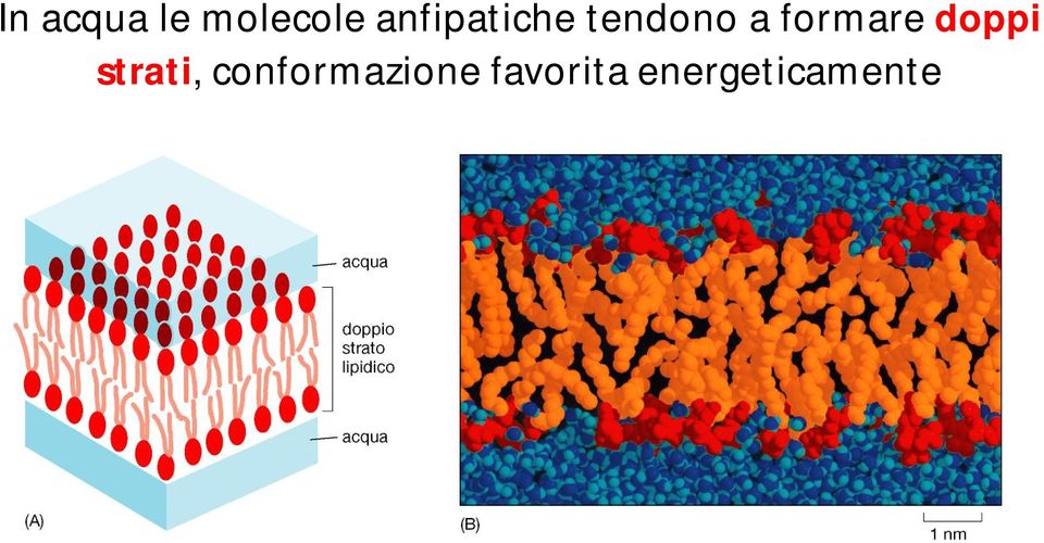 formare doppi strati,