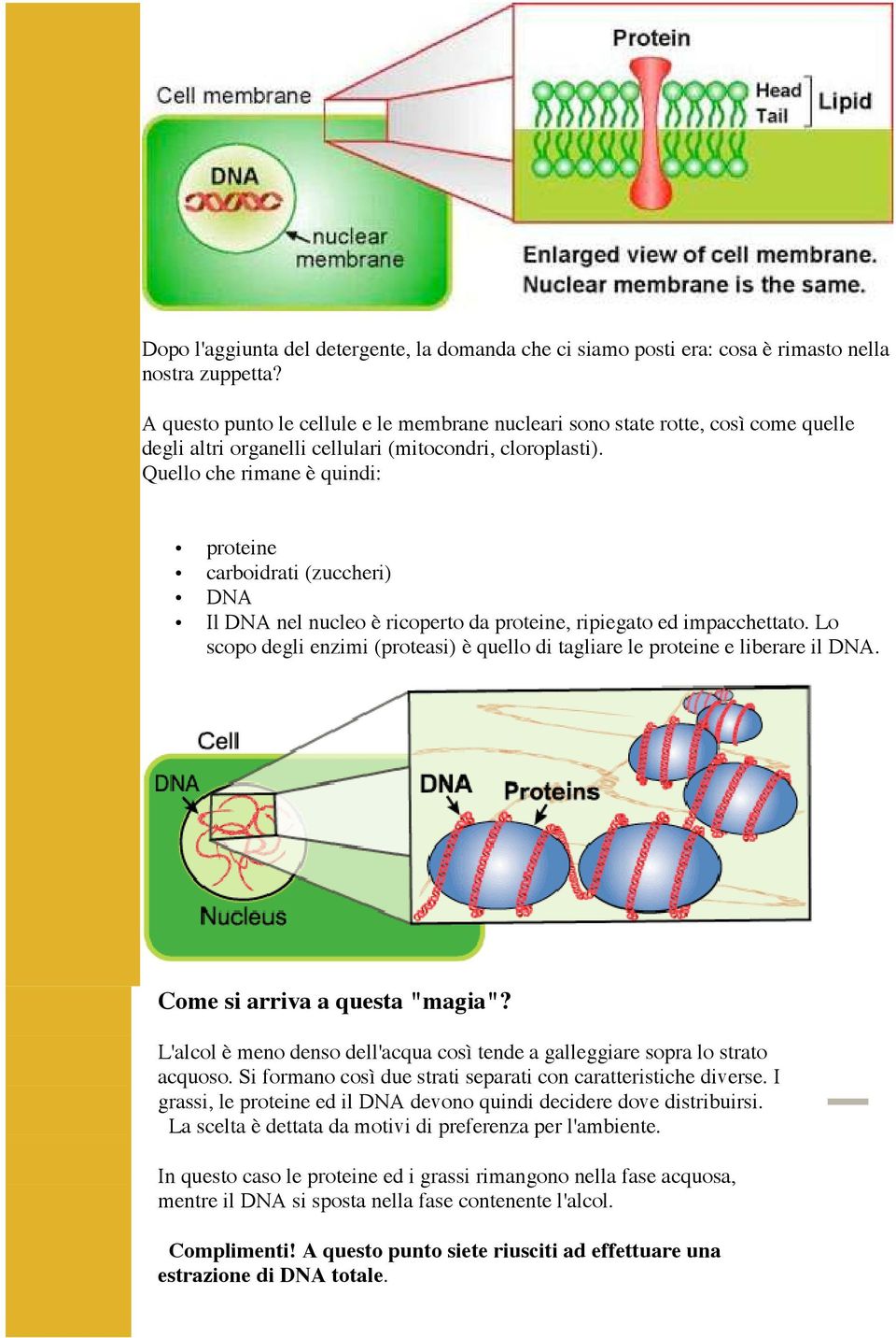 Quello che rimane è quindi: proteine carboidrati (zuccheri) DNA Il DNA nel nucleo è ricoperto da proteine, ripiegato ed impacchettato.