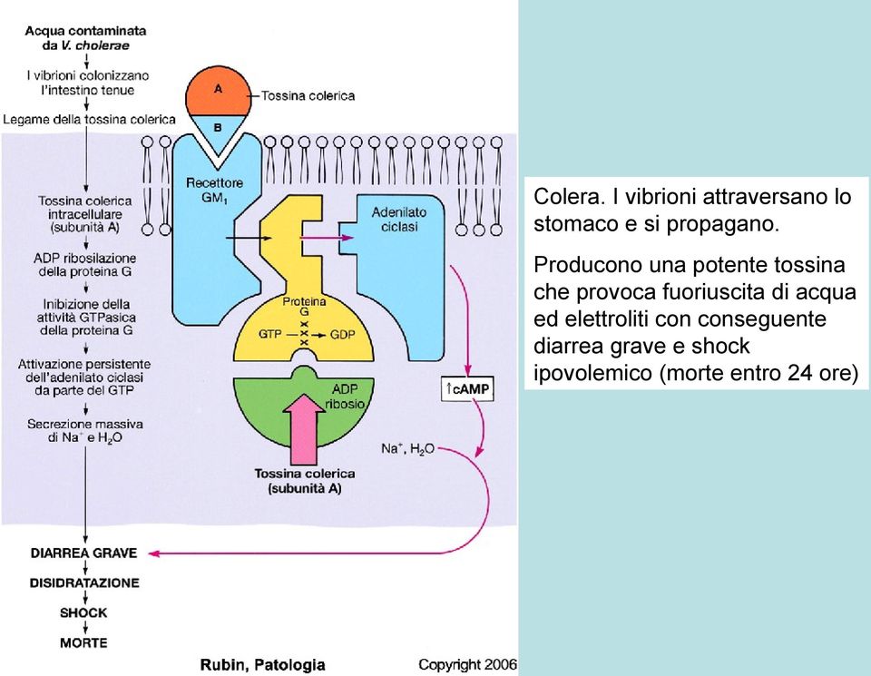 Producono una potente tossina che provoca