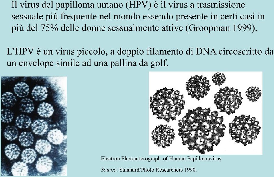 L HPV è un virus piccolo, a doppio filamento di DNA circoscritto da un envelope simile ad una