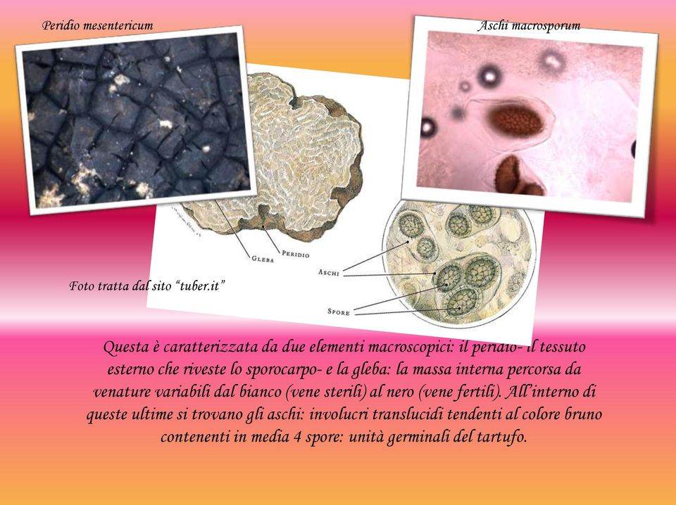 sporocarpo- e la gleba: la massa interna percorsa da venature variabili dal bianco (vene sterili) al nero (vene