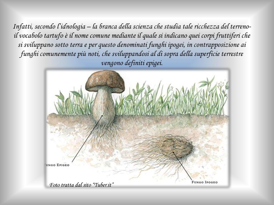 terra e per questo denominati funghi ipogei, in contrapposizione ai funghi comunemente più noti, che