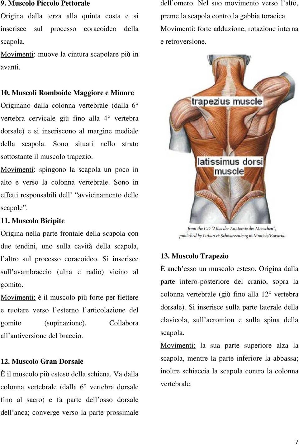 Muscoli Romboide Maggiore e Minore Originano dalla colonna vertebrale (dalla 6 vertebra cervicale giù fino alla 4 vertebra dorsale) e si inseriscono al margine mediale della scapola.