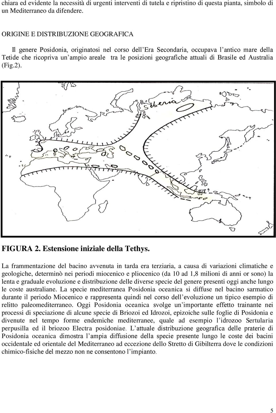 attuali di Brasile ed Australia (Fig.2). FIGURA 2. Estensione iniziale della Tethys.