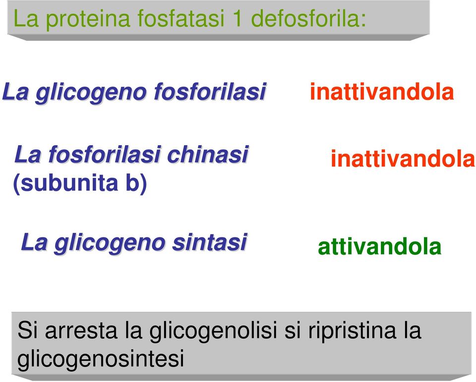 (subunita b) La glicogeno sintasi inattivandola