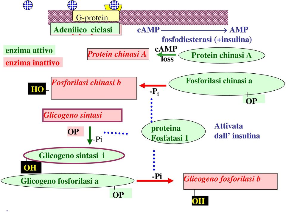 HO Fosforilasi chinasi b -P i OP Glicogeno sintasi OP -Pi proteina Fosfatasi 1 Attivata
