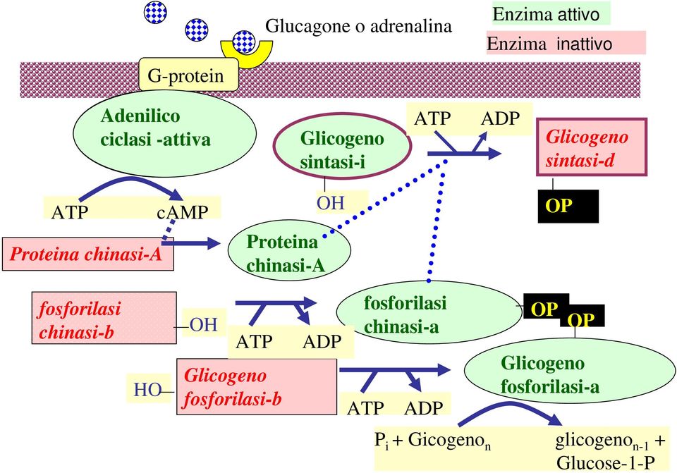 Proteina chinasi-a Proteina chinasi-a fosforilasi chinasi-b HO OH Glicogeno fosforilasi-b ATP