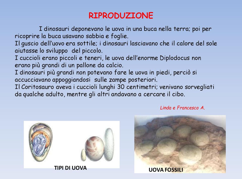 I cuccioli erano piccoli e teneri, le uova dell enorme Diplodocus non erano più grandi di un pallone da calcio.