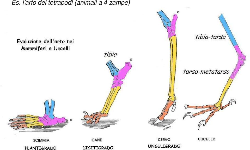 tetrapodi