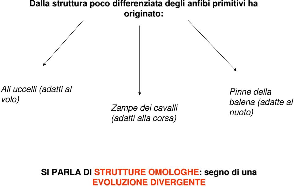 (adatti alla corsa) Pinne della balena (adatte al nuoto) SI