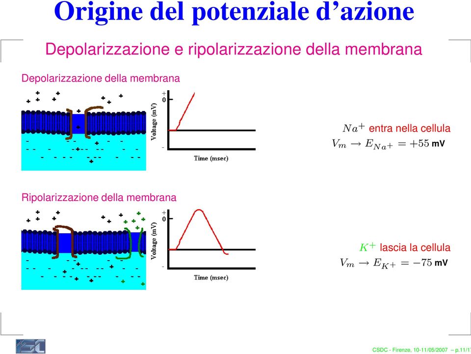 cellula V m E Na + = +55 mv Ripolarizzazione della membrana K +