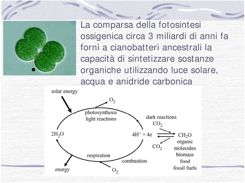 ancestrali la capacità di sintetizzare sostanze