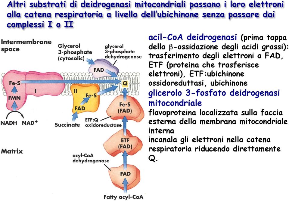 (proteina che trasferisce elettroni), ETF:ubichinone ossidoreduttasi, ubichinone glicerolo 3-fosfato deidrogenasi mitocondriale