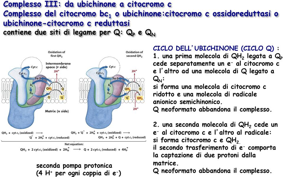 una prima molecola di QH 2 legata a Q P cede separatamente un e - al citocromo c e l altro ad una molecola di Q legato a Q N : si forma una molecola di citocromo c ridotto e una molecola di