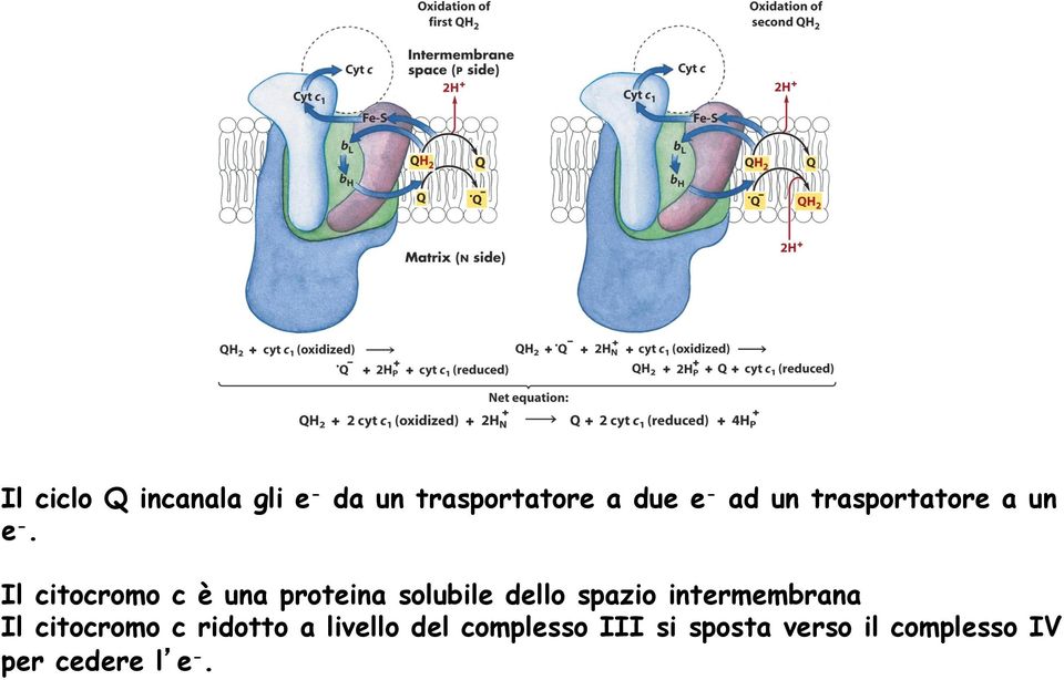 Il citocromo c è una proteina solubile dello spazio