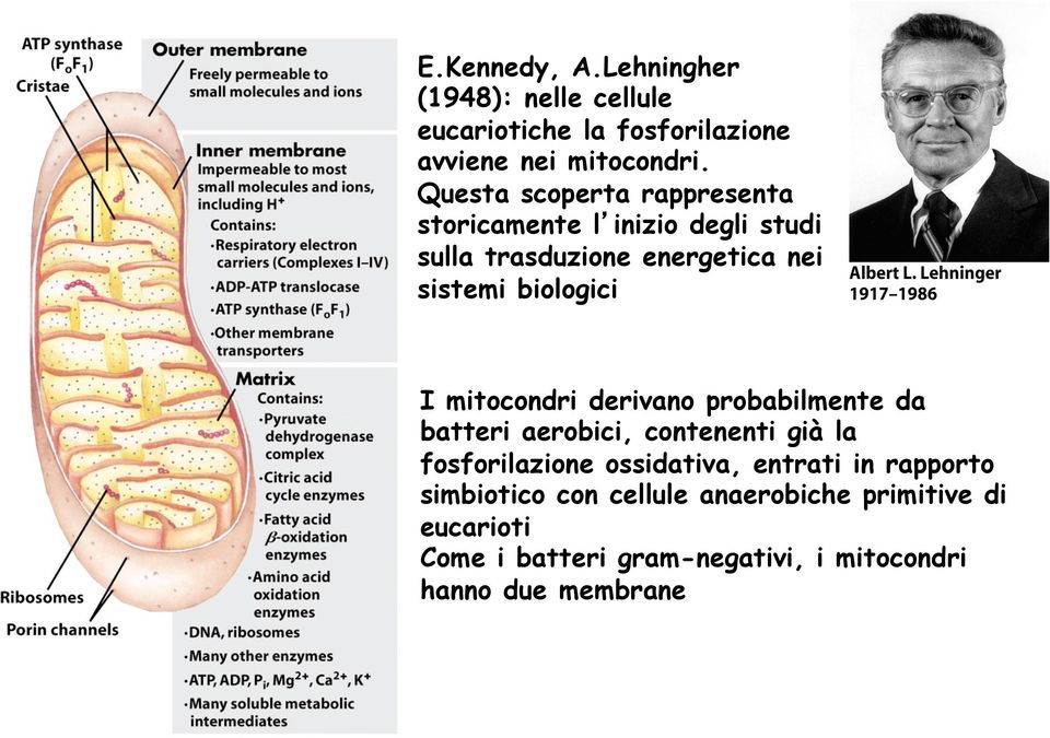 I mitocondri derivano probabilmente da batteri aerobici, contenenti già la fosforilazione ossidativa, entrati in