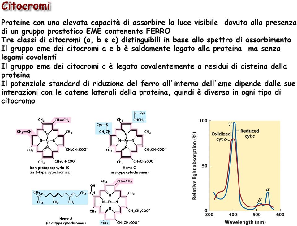 proteina ma senza legami covalenti Il gruppo eme dei citocromi c è legato covalentemente a residui di cisteina della proteina Il potenziale