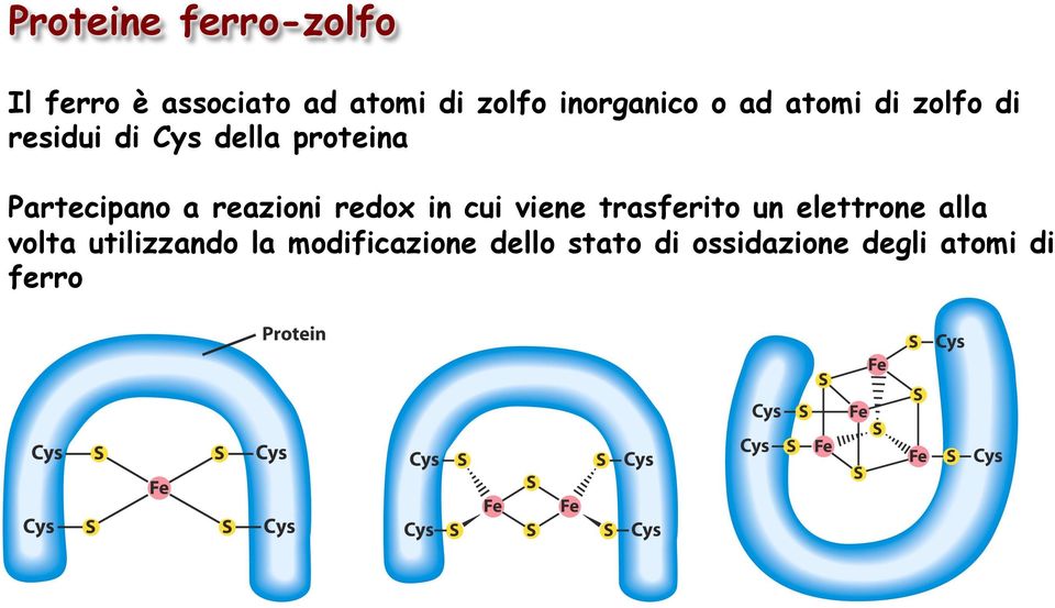 Partecipano a reazioni redox in cui viene trasferito un elettrone