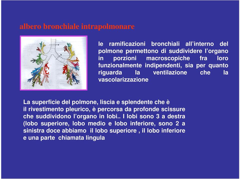 polmone, liscia e splendente che è il rivestimento pleurico, è percorsa da profonde scissure che suddividono l organo in lobi.