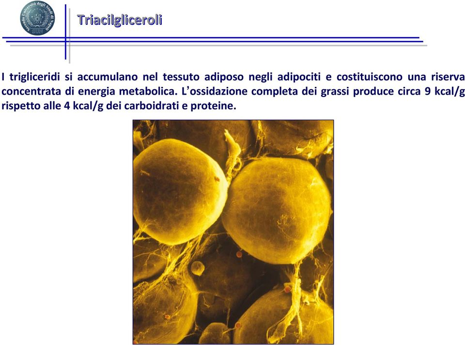 concentrata di energia metabolica.