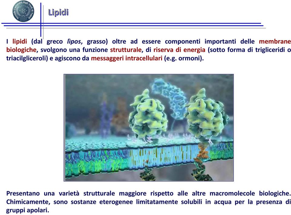 messaggeri intracellulari (e.g. ormoni).