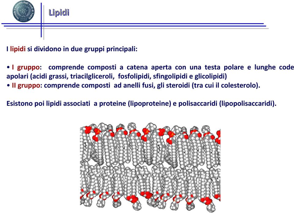 sfingolipidi e glicolipidi) II gruppo: comprende composti ad anelli fusi, gli steroidi (tra cui il