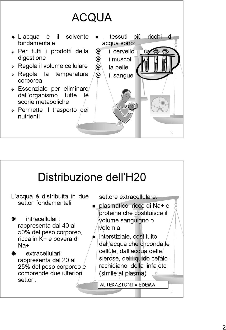 fondamentali! intracellulari: rappresenta dal 40 al 50% del peso corporeo, ricca in K+ e povera di Na+!