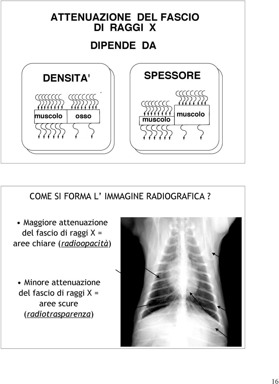 Maggiore attenuazione del fascio di raggi X = aree chiare